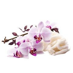 Fresh aroma orchid vanilla isolated on transparent background