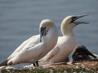 Closeup image of Northern Gannets (Morus bassanus) perched on a rock near a body of water