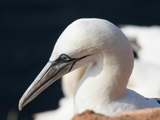 Closeup image of a beautiful northern gannet