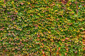 Parthenocissus tricuspidata (Japanese creeper plant) in autumn. Boston ivy leaves are evenly spaced...