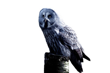 owl isolated of background wallpaper in png
