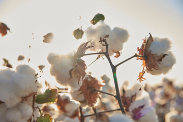  cotton plantation