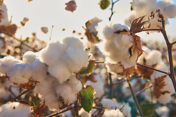 cotton plantation