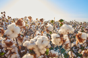  cotton plantation