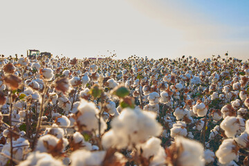  cotton plantation