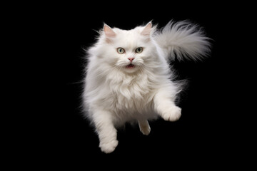 Naklejka na ściany i meble angora cat jumping on isolated background