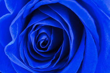 Close up macro blue rose flower.