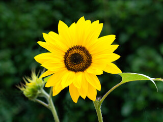 Fototapeta premium Sunflower Helianthus-Annuus