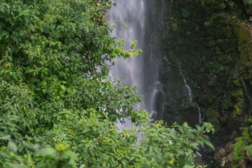 Waterfall in the green forest