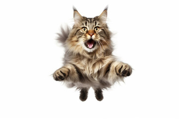 norwegian forest cat jumping on isolated background