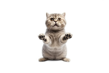 Obraz premium scottish fold cat jumping on isolated background