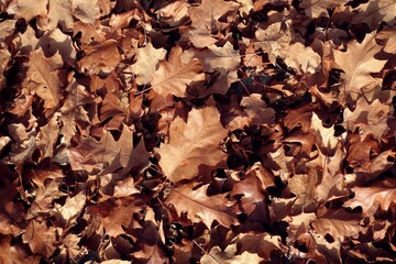 Autumn, autumnal, fall background, autumn foliage of fallen leaves on the ground. Background of dry autumn brown leaves. Oak leaves. October foliage of fallen leaves on the ground.