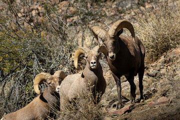 Bighorn Rams