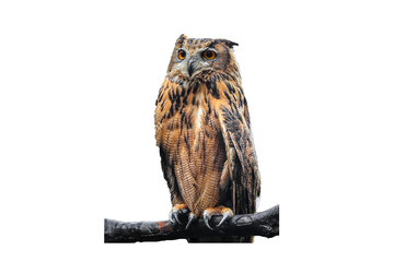 WIld Owl Sit On Branch isolated , Cutout 