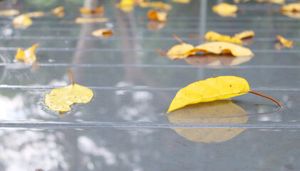 Autumn leaf floating on water. Soft focus on the background and there reflections.