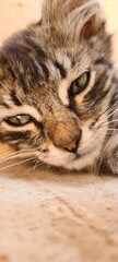close up portrait of a cat