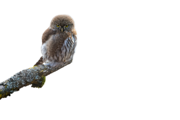 Little Owl Sit On Tree Branch Isolated on transparent background, PNG 
