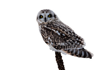 owl isolated of background wallpaper in png