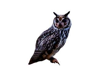 Owl PNG