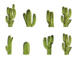 cactus clipart