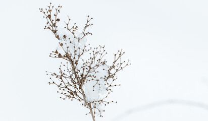 Dry flower covered with ice and snow on a winter day, close up