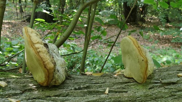 Tinder Fungus on a Fallen Tree in a Forest