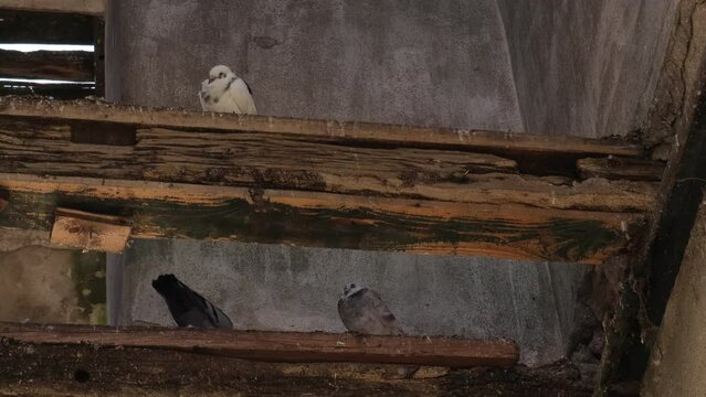 Turtle Doves under a Roof