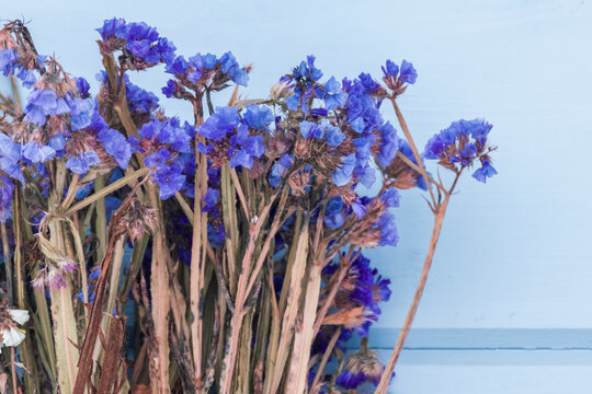 Dry flowers are in front of blue wall, close up