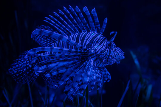 Lion fish swimming in dark blue water