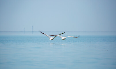 Flying pelicans in the blue sky. Waterfowl at the nesting site. A flock of pelicans walks on a blue lake.