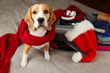 A beagle dog in a red scarf sits next to a suitcase with winter clothes. Packing luggage, preparing for a trip for the Christmas holidays. The concept of travel.