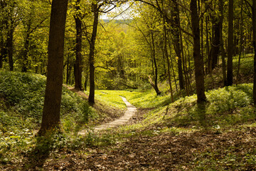 Fototapeta premium A green alley in the rays of the sun. A path through the sunny forest. A path through the forest.