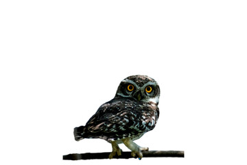 Big Eyes Owl Looking To Camera isolated, PNG