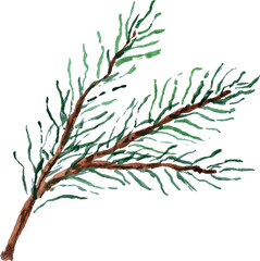 Watercolor. A branch of pine needles. Hand drawing. Vector.