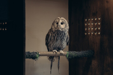 The owl is in his house. A live owl on a perch. To be in captivity.