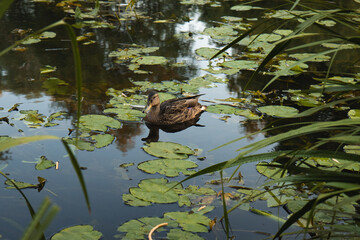 Duck on the river. A duck swims among the water lilies.