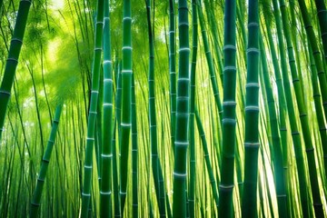 Fototapeta premium bamboo forest background