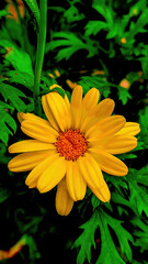 In this picturesque image, a vibrant burst of sunshine is captured in the form of a beautiful yellow flower, standing tall and proud in the front garden of a home. The dazzling yellow petals radiate a