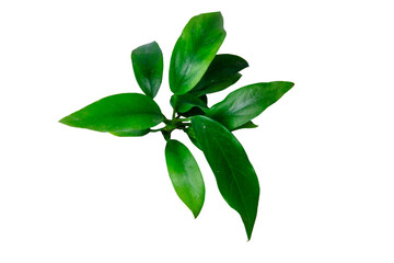Top View sharp green leaves of Anubias minima, the tropical foliage aquatic plants isolated on...