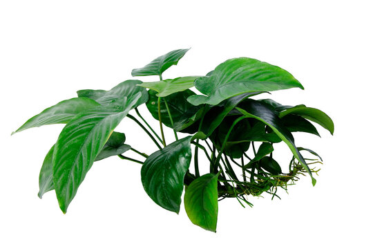 Side View dark green leaves of Anubias Barteri Broad Leaf the tropical aquarium plant isolated on transparent background. PNG transparency