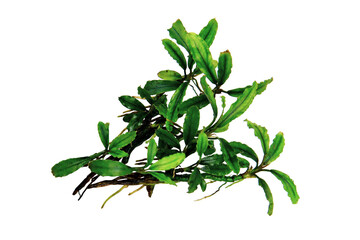 Bucephalandra catherinae green clump the small leaves tropical aquatic plant isolated on...