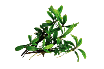 Bucephalandra catherinae green clump the small leaves tropical aquatic plant isolated on transparent background. PNG transparency