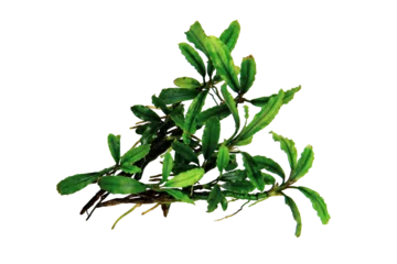 Fotobehang Bucephalandra catherinae green clump the small leaves tropical aquatic plant isolated on transparent background. PNG transparency © Tri Visuals