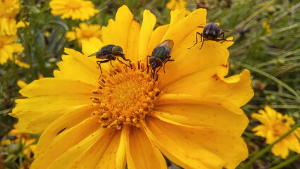 In this intriguing photograph, a single purple flower takes center stage as it becomes an unlikely host for a visitor in nature. A small fly, or perhaps a beetle, has settled upon the petals, turning 