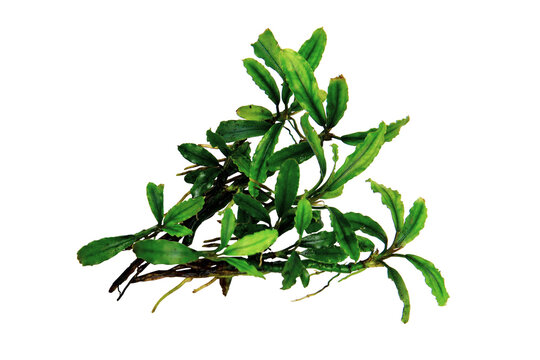 Bucephalandra catherinae green clump the small leaves tropical aquatic plant isolated on transparent background. PNG transparency