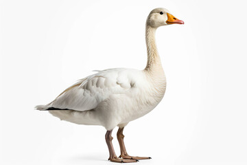 Elegant Profile: A Goose's Portrait,goose isolated on white,goose isolated on white background