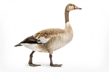 Naklejka na ściany i meble Elegant Profile: A Goose's Portrait,goose isolated on white,goose isolated on white background