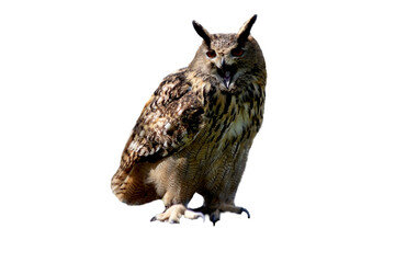 Big Ears Owl isolated on transparent background, Looking to camera , 