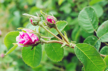 Garden with pretty pink rose hip bud.