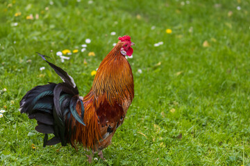 Beautiful colorful ornamental little rooster. He has a red comb and a lobe.